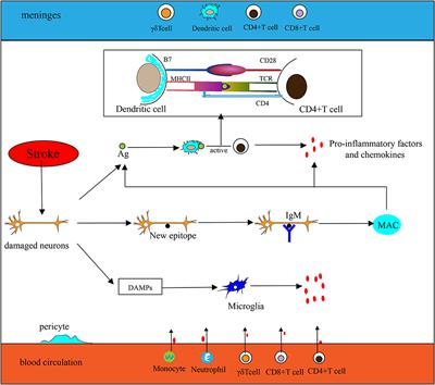 Ischemic stroke: From pathological mechanisms to neuroprotective strategies